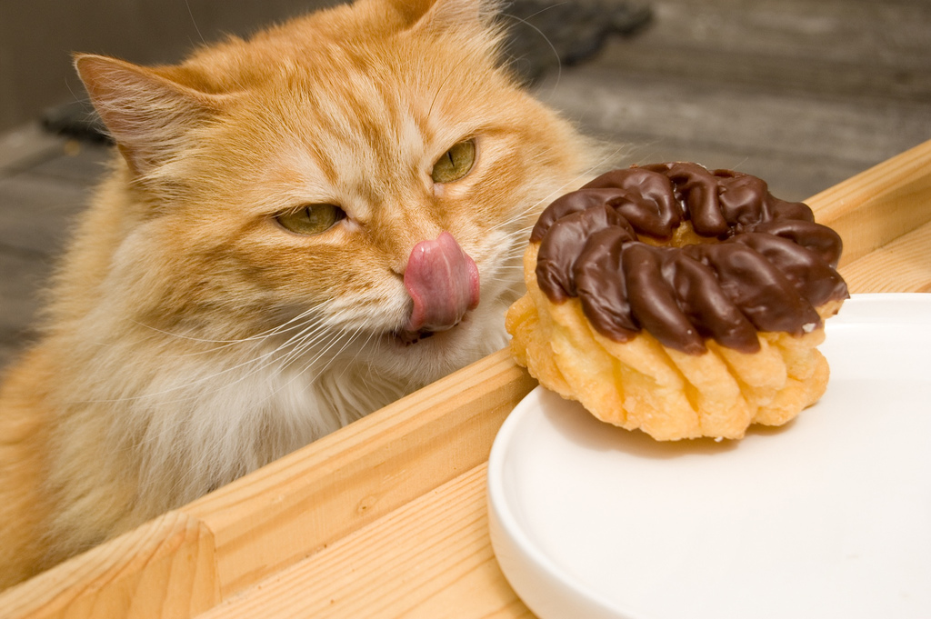 cat eating donut